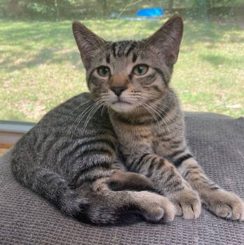 Rescue Domestic Short Hair Cats for Adoption in Nashville, Tennessee - Mateo | PetCurious