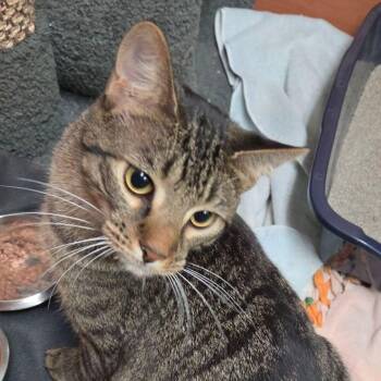Domestic Short Hair Cats Available for Adoption in South Elgin, Illinois - Bluejay | PetCurious