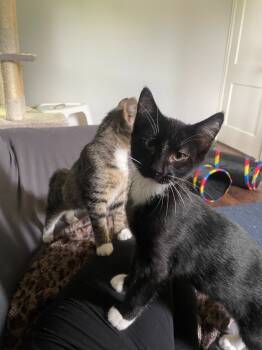 Rescue Domestic Medium Hair Cats for Adoption in Minneapolis, Minnesota - Zuko | PetCurious