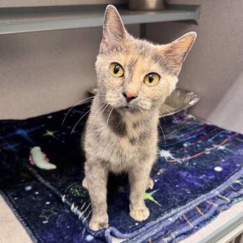 Acorn -  Domestic Short Hair Cat for Adoption in Waterloo, Iowa - Acorn | PetCurious