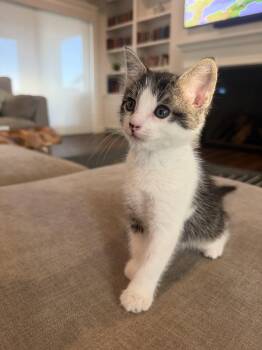 Tiny Tom -  Domestic Short Hair Cat for Adoption in Elk Grove, California - Tiny Tom | PetCurious