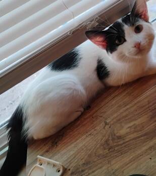 Domestic Short Hair Cats Available for Adoption in Pocatello, Idaho - Mo Jo Jo Jo | PetCurious