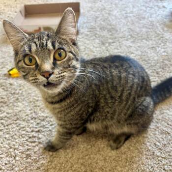 Lisa Frank -  Domestic Short Hair Cat for Adoption in Buffalo, Minnesota - Lisa Frank | PetCurious