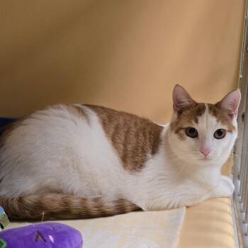 Felix -  Domestic Short Hair Cat for Adoption in East Hanover, New Jersey - Felix | PetCurious