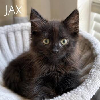 Jax -  Domestic Medium Hair Cat Available for Adoption in San Antonio, Texas - Jax | PetCurious
