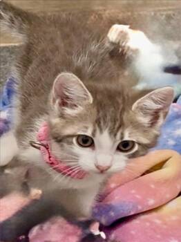 Domestic Short Hair Cats Available for Adoption in Woodland, California - *SALLY | PetCurious