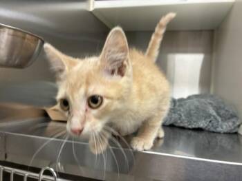 DOODLE BUG -  Domestic Short Hair Cat for Adoption in Colorado Springs, Colorado - DOODLE BUG | PetCurious