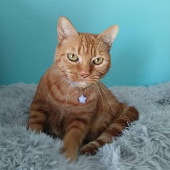 Alexis (Lexi) -  Domestic Short Hair Cat for Adoption in Plant City, Florida - Alexis (Lexi) | PetCurious