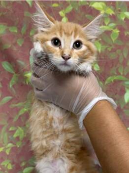 CAPPUCCINO -  Domestic Short Hair Cat for Adoption in San Antonio, Texas - CAPPUCCINO | PetCurious