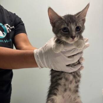 Maxx -  Domestic Short Hair Cat for Adoption in Mooresville, North Carolina - Maxx | PetCurious