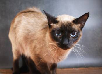 Savannah -  Siamese Cat for Adoption in Lee