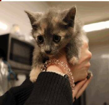 Talula -  Dilute Tortoiseshell Cat for Adoption in Calgary, Alberta - Talula | PetCurious