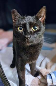 Rescue Bombay and Domestic Short Hair Cats for Adoption in Calimesa, California - Mini | PetCurious