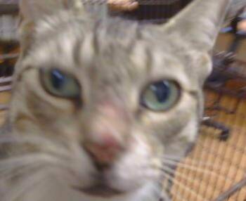 CAMPBELL -  Domestic Short Hair Cat for Adoption in Sacramento, California - CAMPBELL | PetCurious