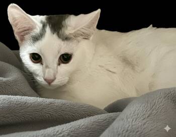 Domestic Short Hair Cats Available for Adoption - Powder & Aspen | PetCurious