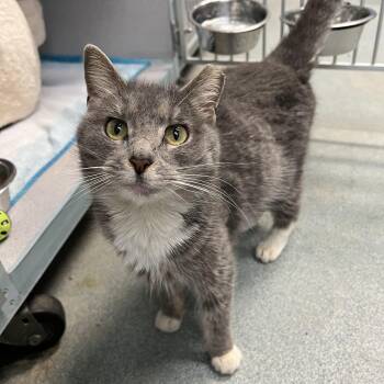 Domestic Short Hair Cats Available for Adoption - Linda | PetCurious