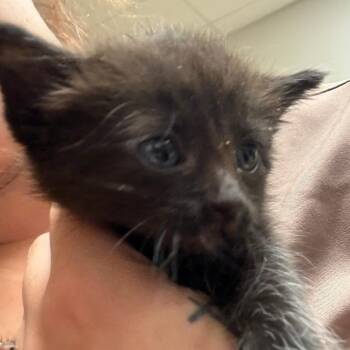 Saucy 062317U-2 -  Domestic Short Hair Cat for Adoption in Tupelo, Mississippi - Saucy 062317U-2 | PetCurious