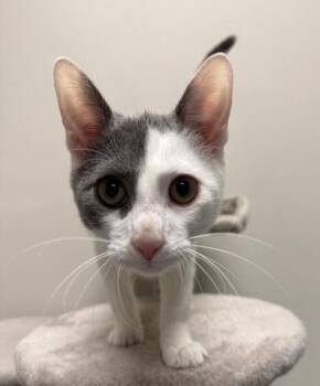 Winston -  Domestic Short Hair Cat for Adoption in Yankton, South Dakota - Winston | PetCurious