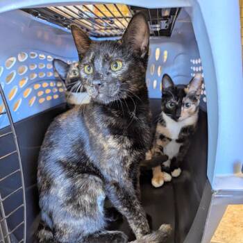 Domestic Short Hair Cats Available for Adoption - Dorothy | PetCurious