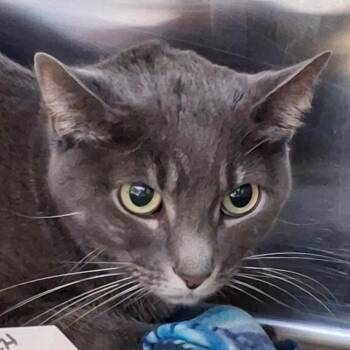 Domestic Short Hair Cats Available for Adoption in Lakeland, Florida - Ladybug | PetCurious