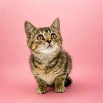 Pinto -  Domestic Short Hair Cat for Adoption in Bowling Green, Kentucky - Pinto | PetCurious