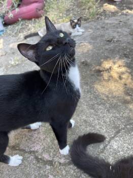 Peter Pan -  Domestic Short Hair Cat for Adoption in Walnut Creek, California - Peter Pan | PetCurious