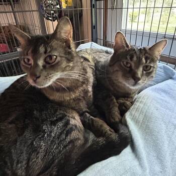 Fox In Sox 55905 FIV+ -  Domestic Short Hair Cat for Adoption in Eaton Rapids, Michigan - Fox In Sox 55905 FIV+ | PetCurious