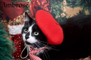 Rescue Domestic Medium Hair Cats for Adoption in Sevierville, Tennessee - Ambrose | PetCurious