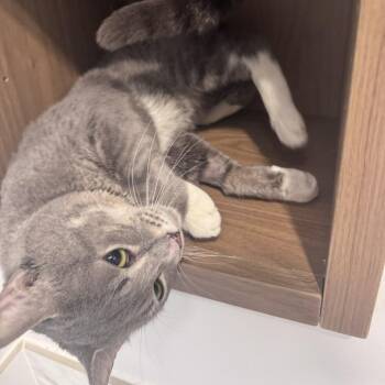 Domestic Short Hair Cats Available for Adoption in New York, New York - Popeye