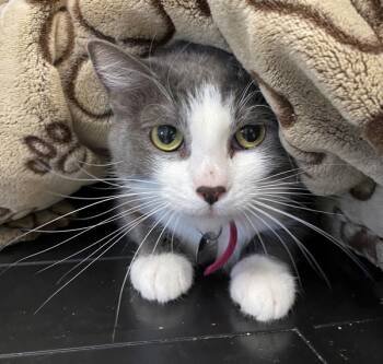 Rescue Domestic Short Hair Cats for Adoption in San Luis Obispo, California - Mindy | PetCurious