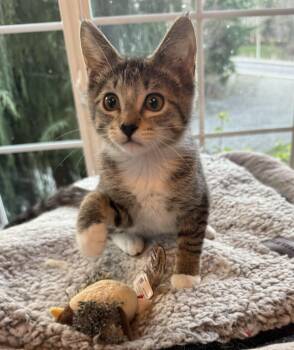Domestic Short Hair Cats Available for Adoption - Sammy  | PetCurious