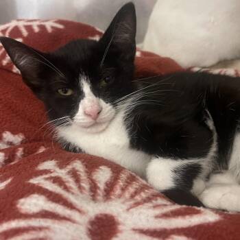 Coco -  Domestic Short Hair Cat for Adoption in Newport, Tennessee - Coco | PetCurious