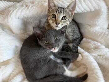 DUNKIN DONUT and MARSHMALLOW -  Domestic Short Hair Cat for Adoption in Owatonna, Minnesota - DUNKIN DONUT And MARSHMALLOW | PetCurious