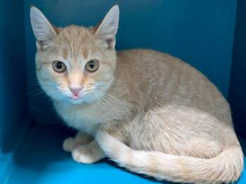 Ollie -  Domestic Short Hair and Tabby Cat for Adoption in Powell, Ohio - Ollie | PetCurious
