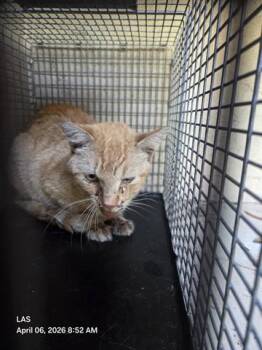 Domestic Short Hair Cats Available for Adoption in Orlando, Florida - A593249 | PetCurious