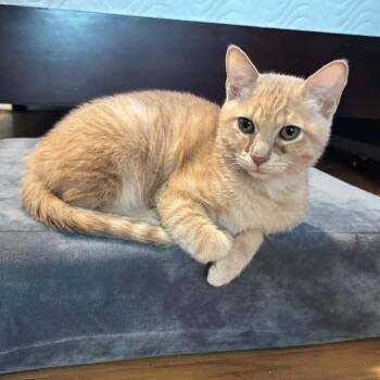 Pancake -  Domestic Short Hair Cat for Adoption in Antioch, California - Pancake | PetCurious