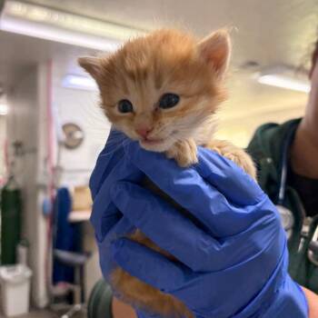 June -  Domestic Long Hair Cat for Adoption in Spokane, Washington - June | PetCurious