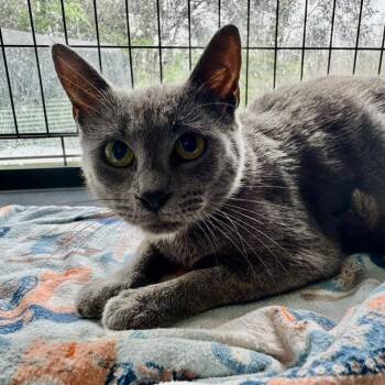 Domestic Short Hair Cats Available for Adoption in Volcano, Hawaii - Billie | PetCurious