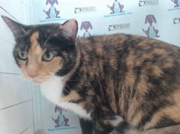KYRO -  Domestic Short Hair Cat for Adoption in Orlando, Florida - KYRO | PetCurious