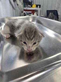 Squinks -  Domestic Short Hair Cat for Adoption in Simcoe, Ontario - Squinks | PetCurious