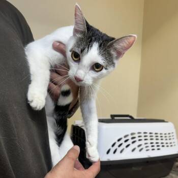 Jupiter -  Domestic Short Hair Cat for Adoption in Corinth, Mississippi - Jupiter | PetCurious