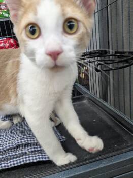 More White -  Domestic Short Hair Cat for Adoption in St. Catharines, Ontario - More White | PetCurious