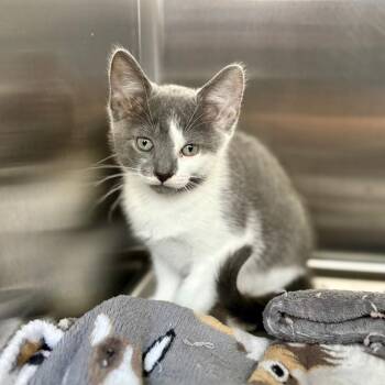 Moonstone -  Domestic Short Hair Cat for Adoption in New Fairfield, Connecticut - Moonstone | PetCurious