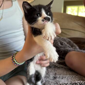 Fern -  Tuxedo Cat for Adoption in Beach Park, Illinois - Fern | PetCurious