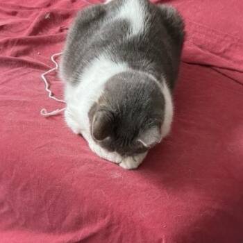 Puppy -  Domestic Short Hair and Mixed Breed Cat for Adoption in Philadelphia, Pennsylvania - Puppy | PetCurious