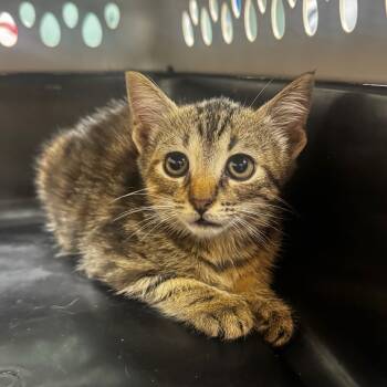 Rescue Domestic Medium Hair Cats for Adoption in Starkville, Mississippi - French Fry | PetCurious