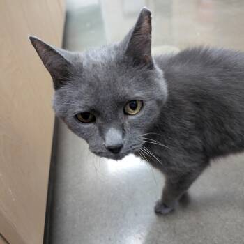 Siren -  Domestic Short Hair Cat for Adoption in Reno, Nevada - Siren | PetCurious