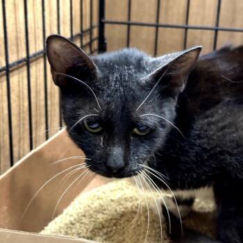 Dolly -  Domestic Short Hair Cat for Adoption in New York, New York - Dolly | PetCurious