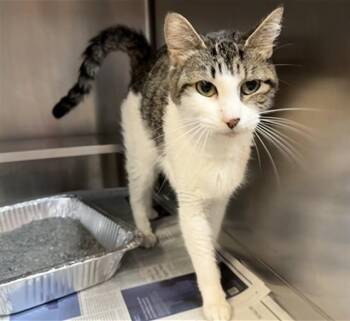 Domestic Short Hair Cats Available for Adoption in Aurora, Illinois - ZENITH | PetCurious