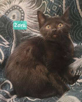Domestic Short Hair Cats Available for Adoption in Greenwood, Indiana - Zora | PetCurious